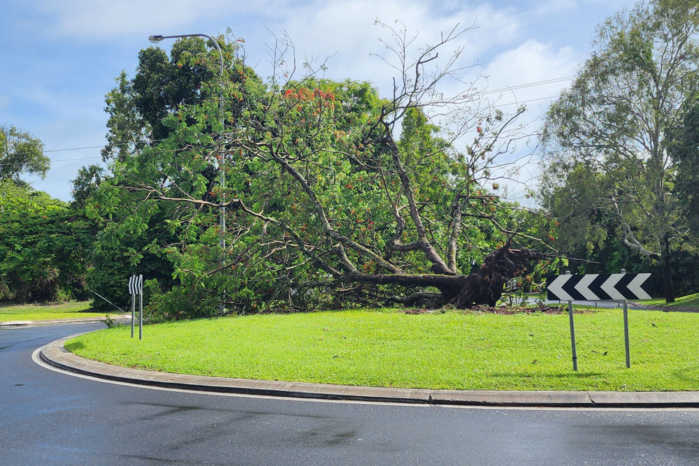 The much-loved Port Douglas tree uprooted