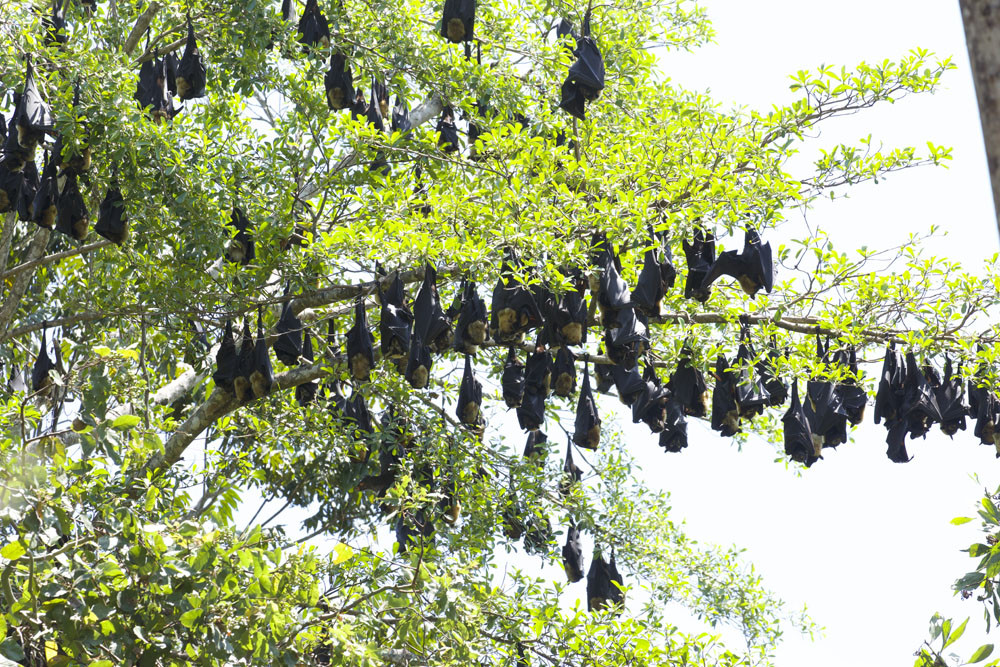 HAVE YOUR SAY ON FLYING FOXES - feature photo
