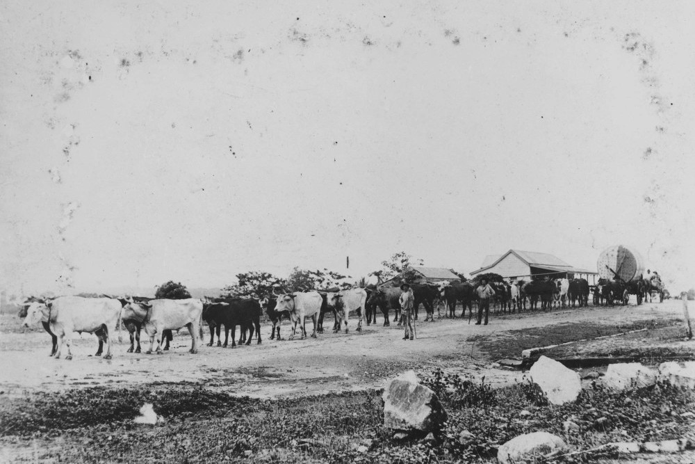 Bullock team transporting a boiler to one of the tin fields in the Cooktown district, ca. 1895. Courtesy SLQ.