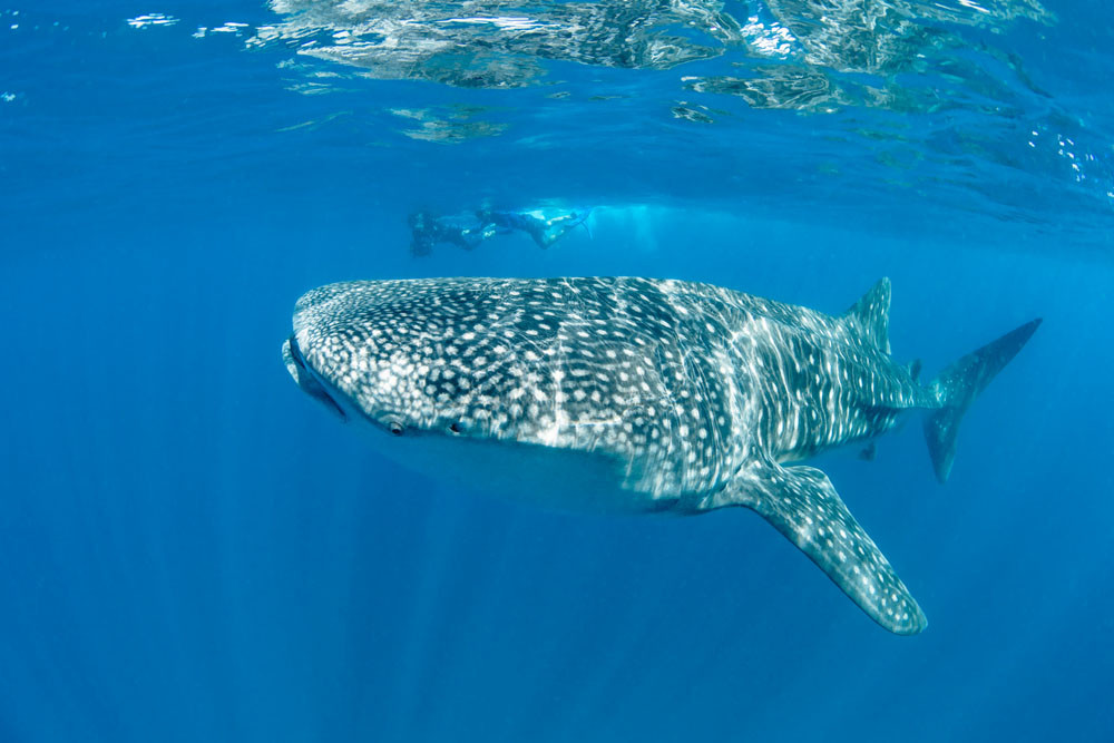 Whale Shark monitored on the reef