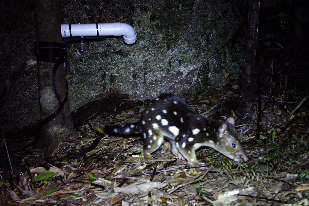 Quoll captured on camera by Jesse Rowland