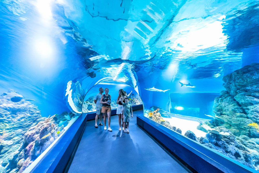 The oceanarium at the Cairns Aquarium where visitors can get close to sharks and other sea creatures: Picture: Cairns Aquarium