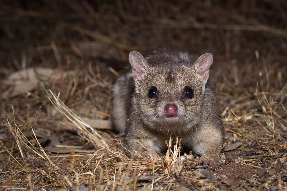 Northern Quoll, Image: Wayne Lawler - Australian Wildlife Conservancy