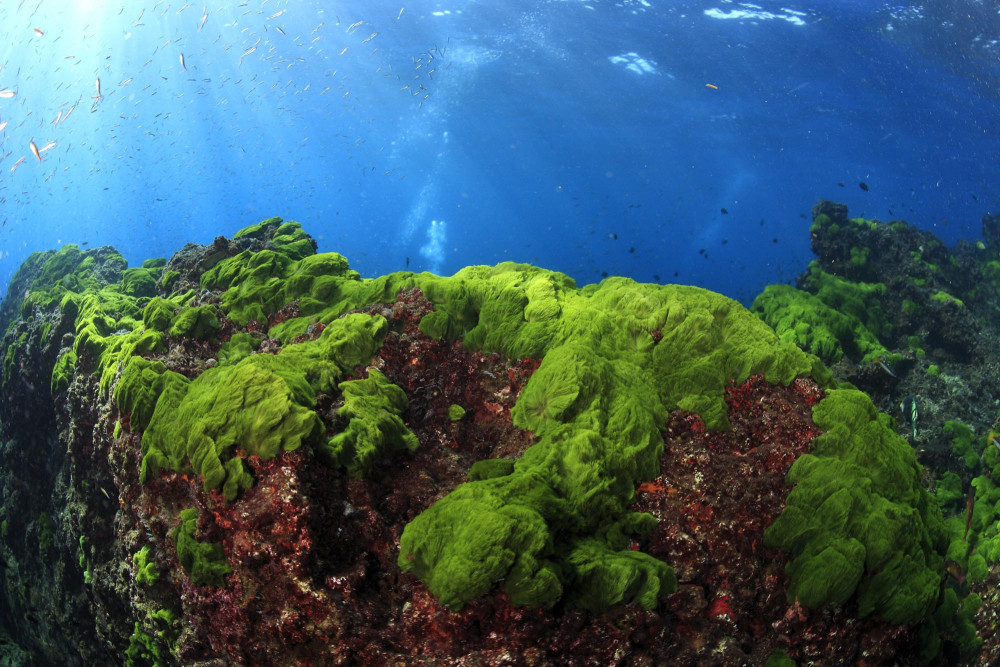Sea Algae