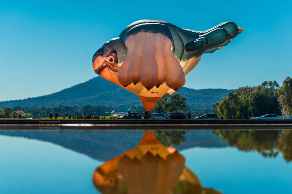 Patricia Piccinini’s Skywhales take over Cairns’ skies - feature photo