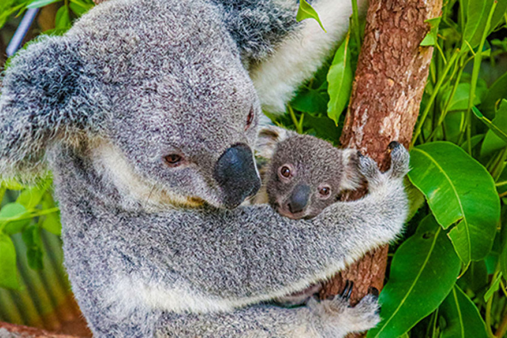 Koalas draw tourists to handy city centre - feature photo