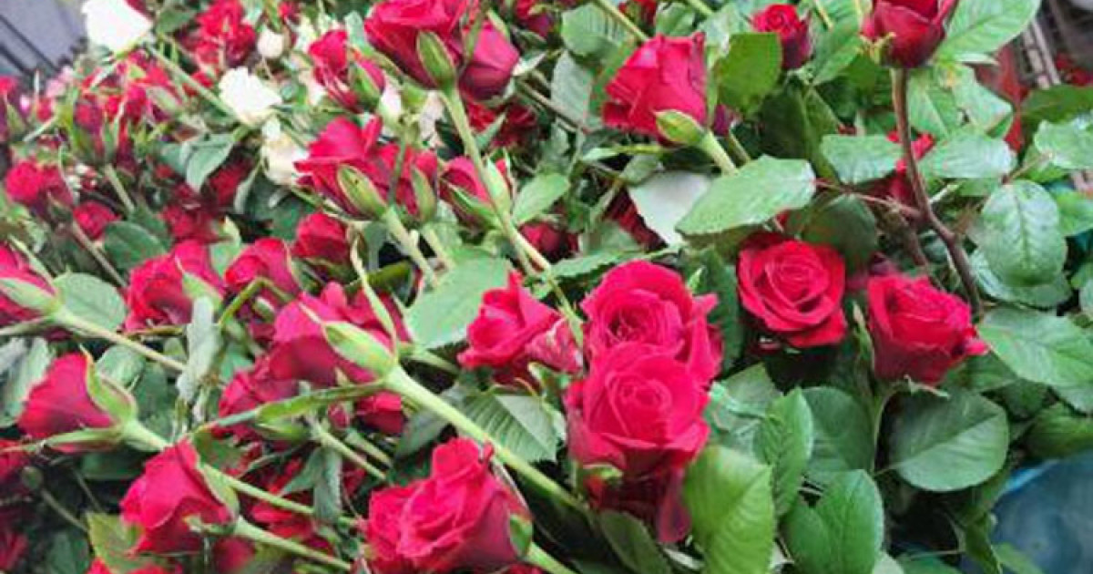 This Valentine’s Day buy local flowers Cairns Local News Free to