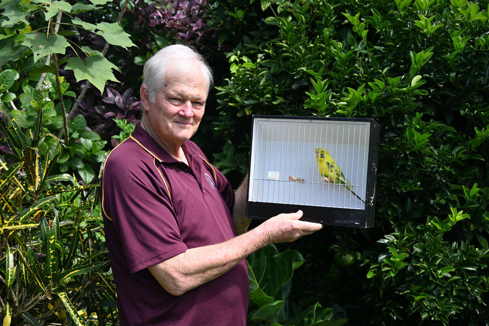 Whitfield budgie breeder Bruce Schuster with one of his prized specimens. Picture: Isabella Guzman Gonzalez