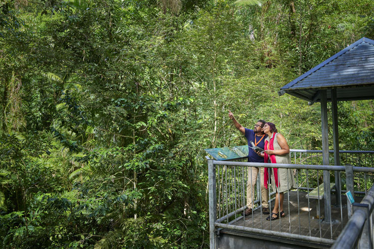 The Daintree Discovery Centre is welcoming visitors after the road to Thornton Beach re-opened following the ex-Cyclone Jasper flooding disaster. Picture: Tourism Tropical North Queensland