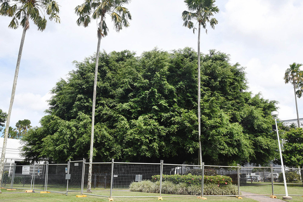 Tree to be Saved - T5 Fig at Cairns City Library