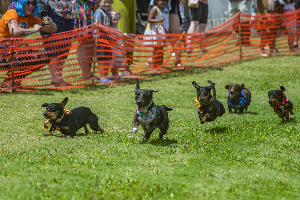 The ‘Dachshund Dash’ is one of the highlights of Cazalys’ Top Dog event at the stadium from 10am tomorrow. Picture: Peter George Photography