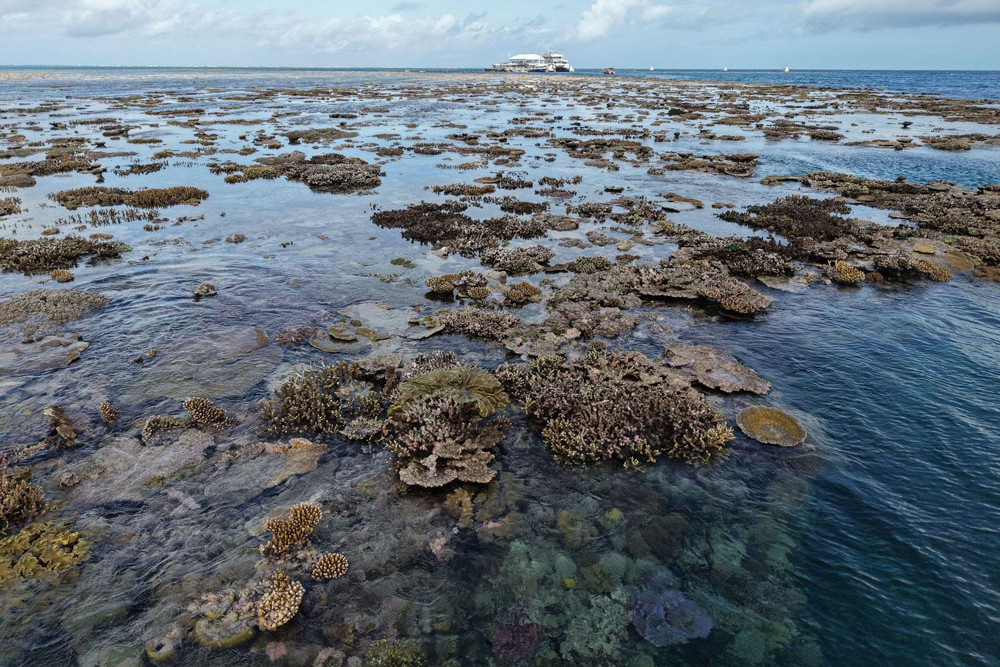 At low tide many corals and clams were exposed on the surface at Agincourt Reef. Picture: Pang Tse, Indepth Video and Photography