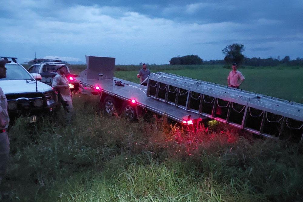 The 4m crocodile that showed no fear of people was caught in a trap and loaded onto a truck near Boar Creek at Tully. Pictures: Department of the Environment, Tourism, Science and Innovation