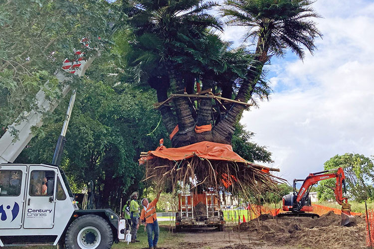 A 60-year-old cycad makes a grand statement at the botanic gardens, replacing a rotten weeping fig. Pictures: Cairns Regional Council