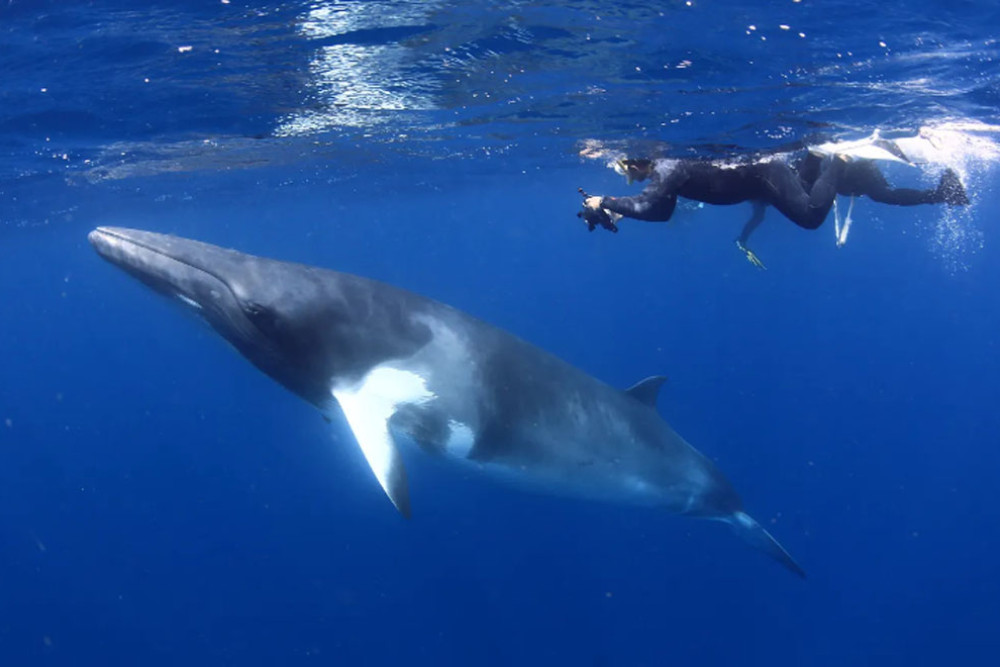 A snorkeller from Diver’s Den Spirit of Freedom vessel with a dwarf minke whale. Picture: Entrada Travel Group