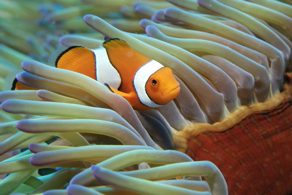 A clown fish (Nemo) amongst the coral on the Great Barrier Reef Picture: Tourism and Events Queensland