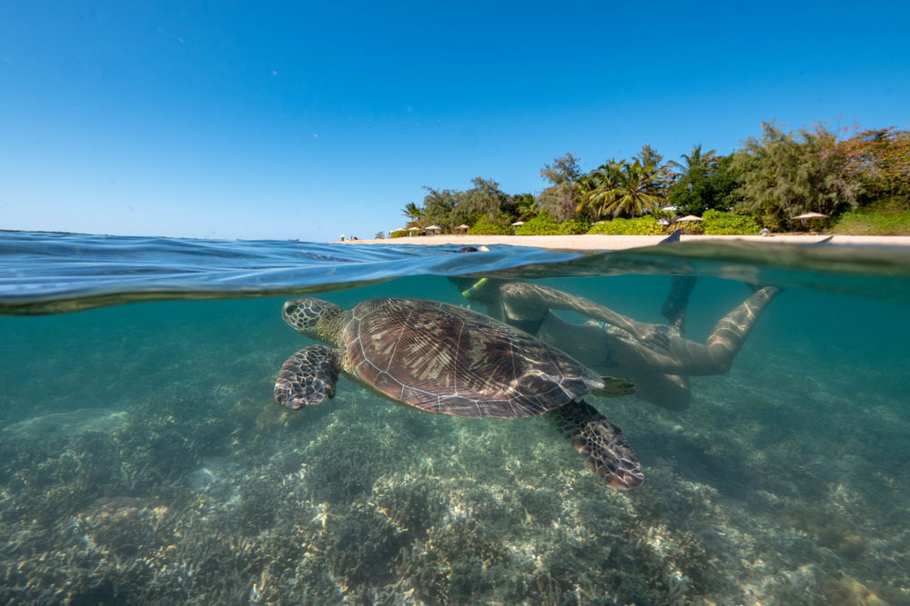 A snorkeller swims with a turtle off Green Island as tourism spending increased in last financial year. Picture: Tourism Tropical North Queensland