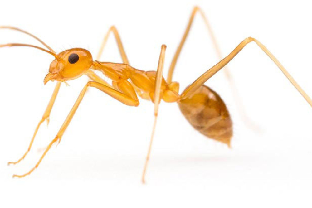 $24.8m to yellow crazy ant eradication - feature photo