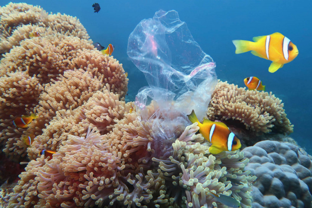 Great Barrier Reef Plastics Danger - feature photo