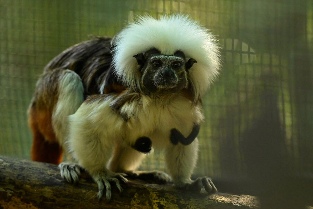 Cotton top tamarin dad Mogo with twin babies on his back.