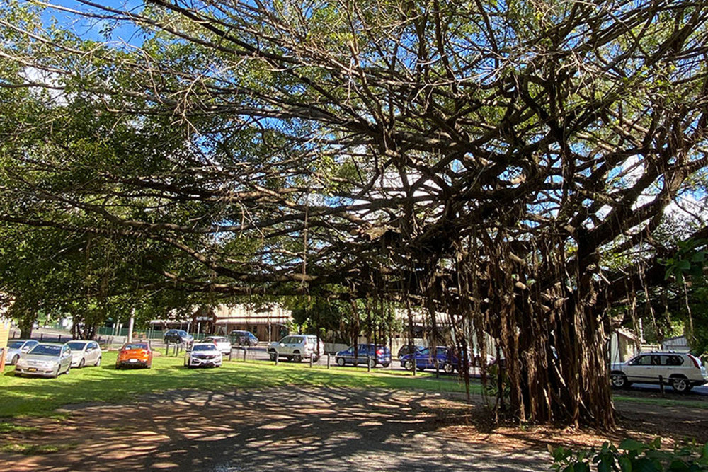 Freshwater fig tree to be removed for public safety - feature photo
