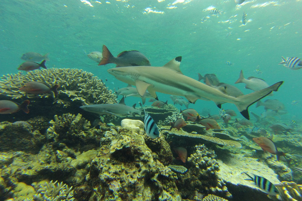 Blacktip reef sharks (Carcharhinus melanopterus) on a coral reef in Fiji. This species is assessed as Vulnerable globally. Photo credit: Colin Simpfendorfer.