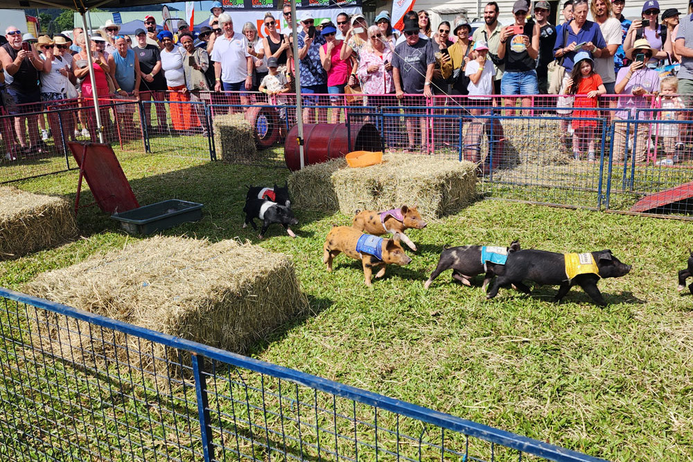 Pig racing at the Mossman and District Show.