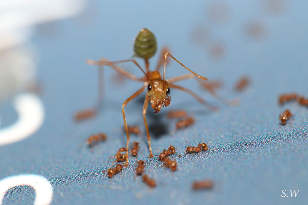 Above, a green ant surrounded by electric ants. Insets: A wide range of resources are available to raise awareness of the fight against electric ants.