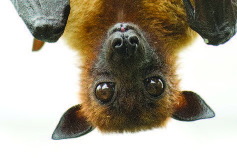 Flying fox Management times extended - feature photo