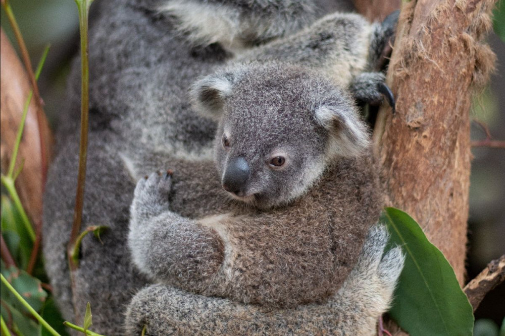 KOALA PRESENTATION