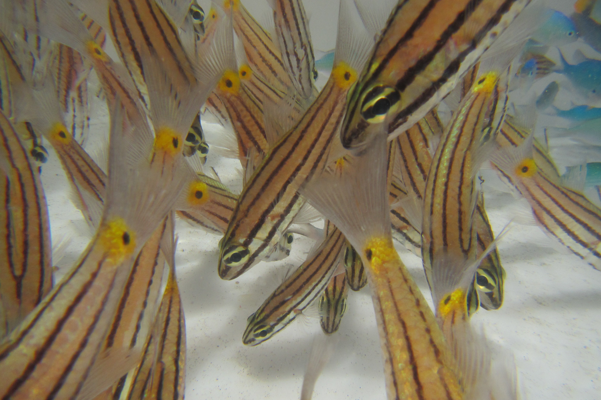 Can't handle the heat: five-lined cardinalfish. Picture: Supplied.