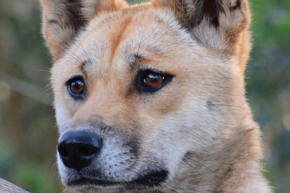 New Study Questions The Culling Of Dingoes 