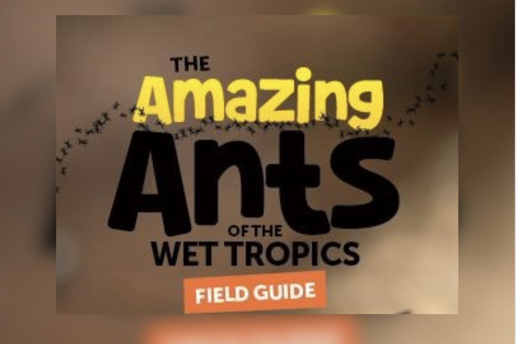 Guide to tropical ants - feature photo