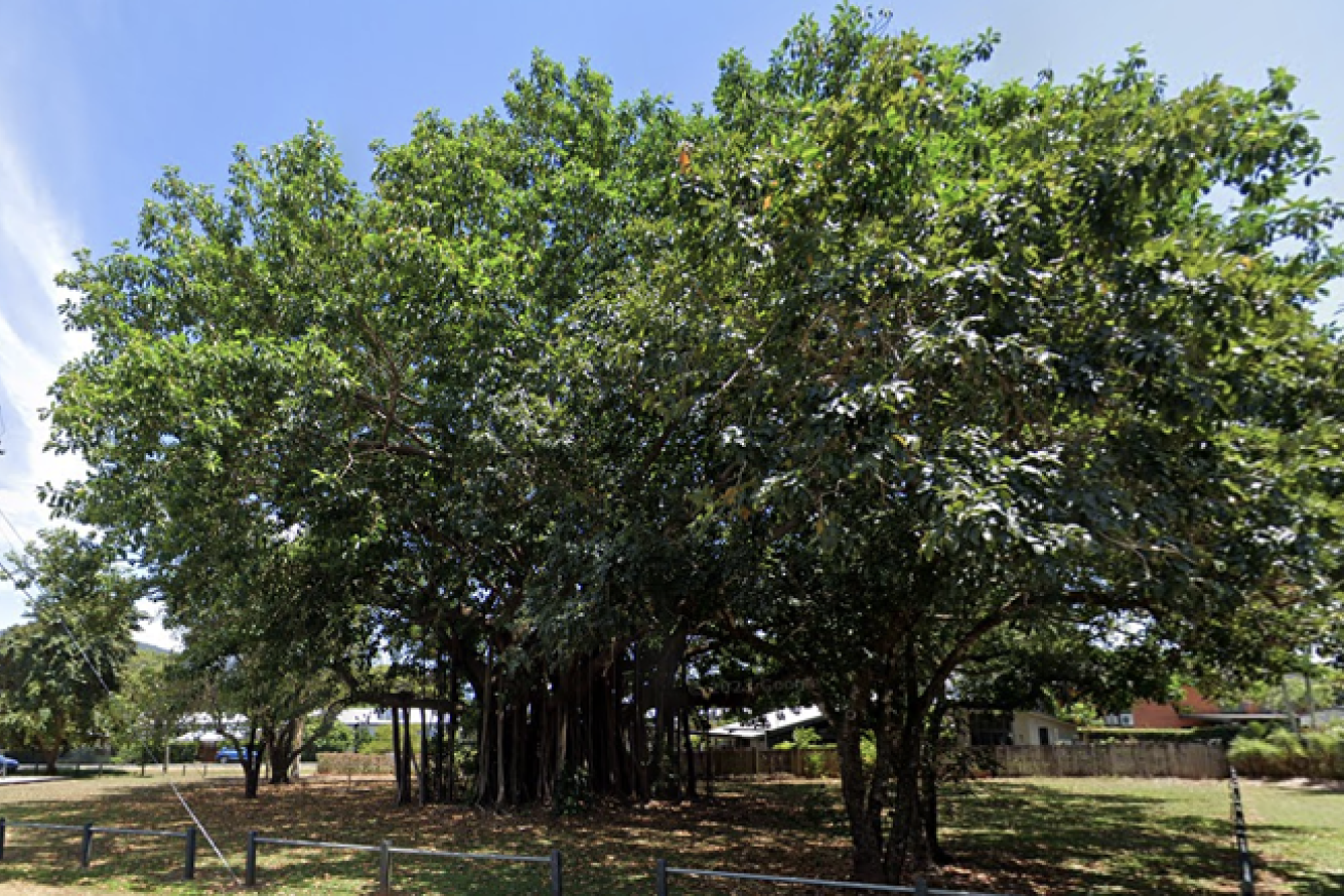 Fig tree’s costly nightmare - feature photo