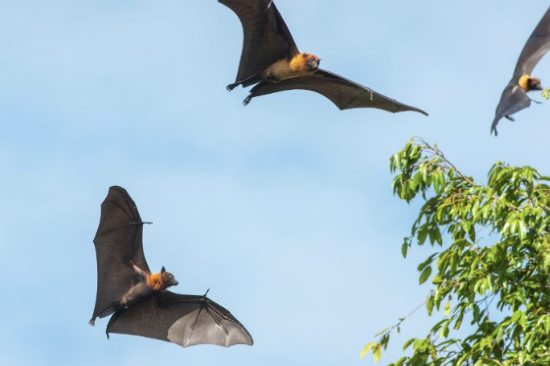 Bats driving residents mad - feature photo