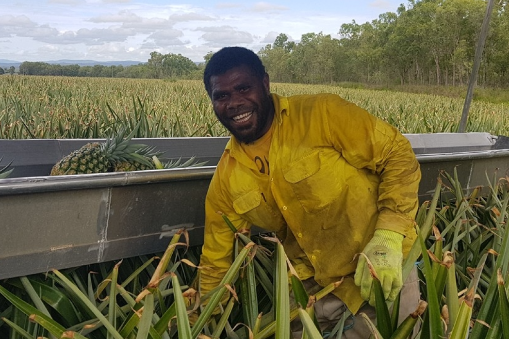 Pinata Farms employ Pacific Island workers.