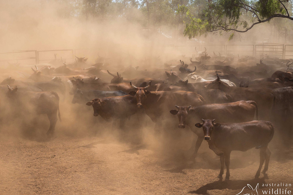 Killing Of Cape York Cattle In National Parks - feature photo
