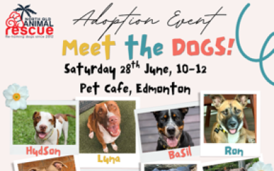 North Queensland Animal Rescue Adoption Day
