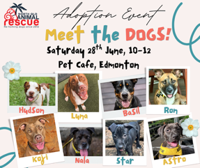 North Queensland Animal Rescue Adoption Day
