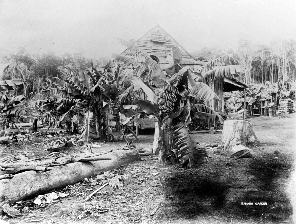 Banana garden near Cairns c. 1894, courtesy State Library of Queensland.