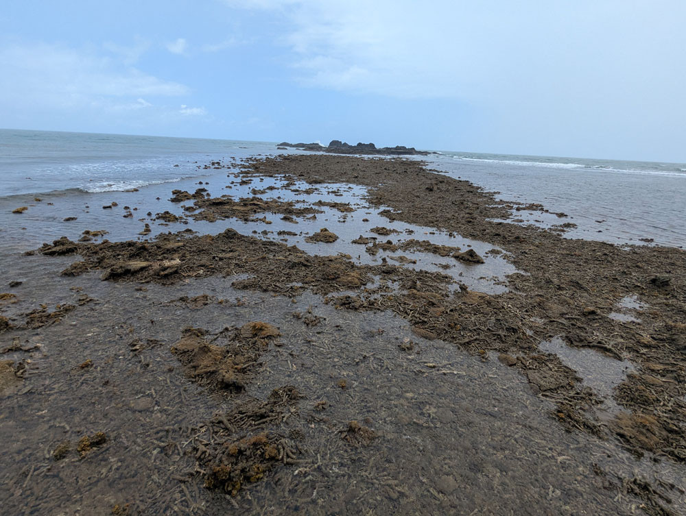 Mud covers great swathes of reefs and coastline.