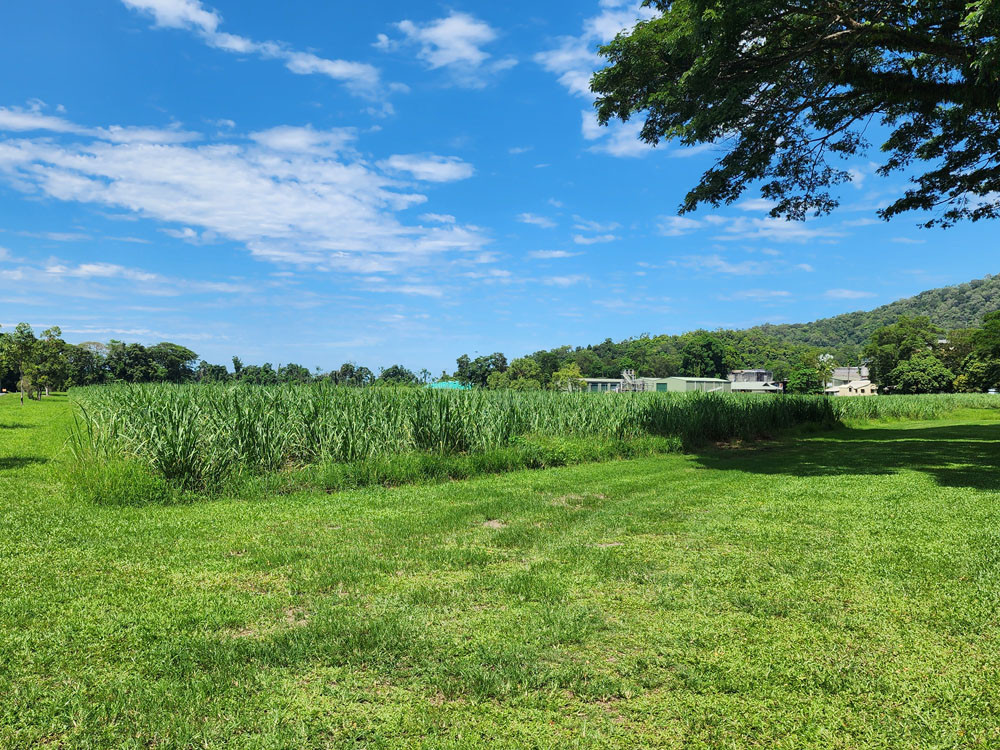 Fresh sugarcane grows expectantly in Mossman’s paddocks. Pictures: Gary ‘Gazza’ McIlroy