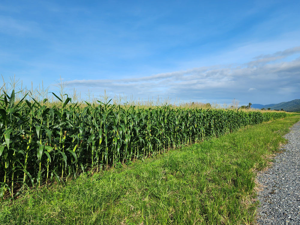 Douglas Shire farmers are already producing alternative crops.