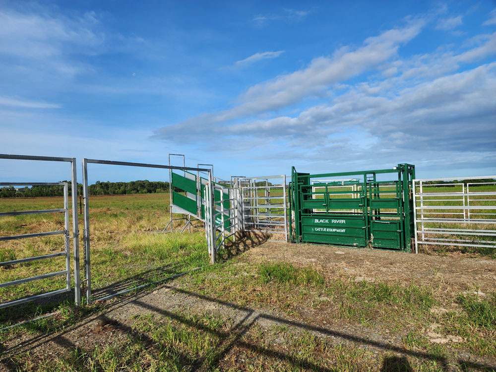 The beef industry is already alive In Mossman.