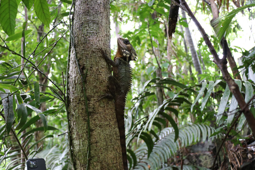 Even local wildlife attended the opening