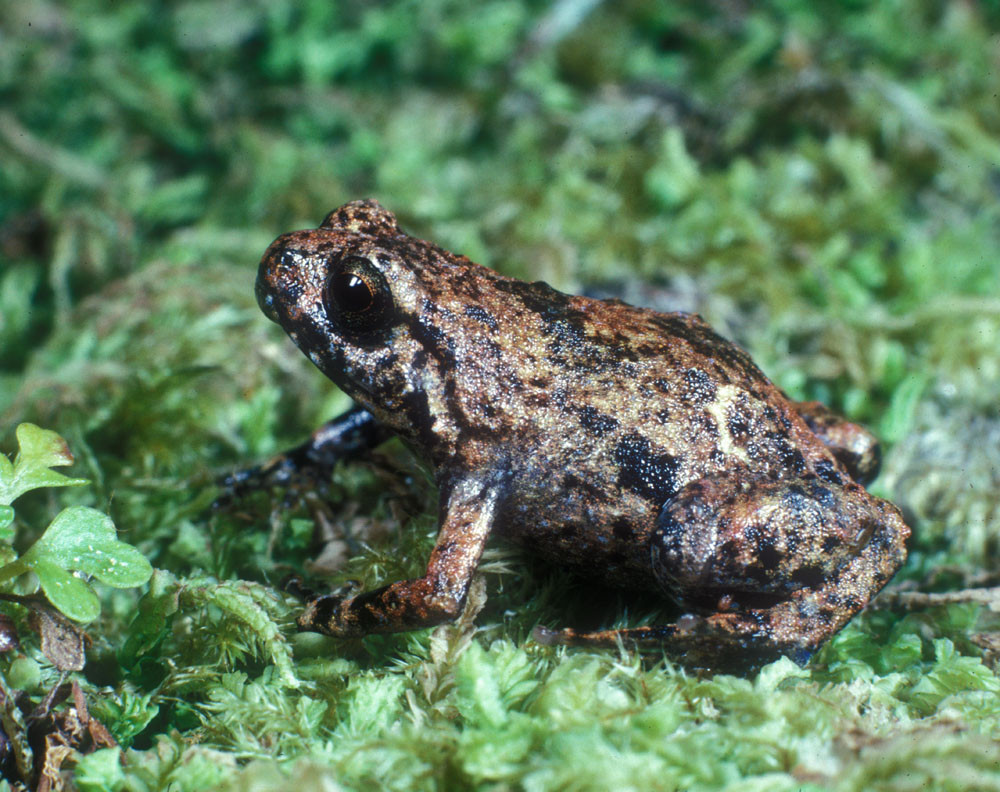 The rare and tiny frog.