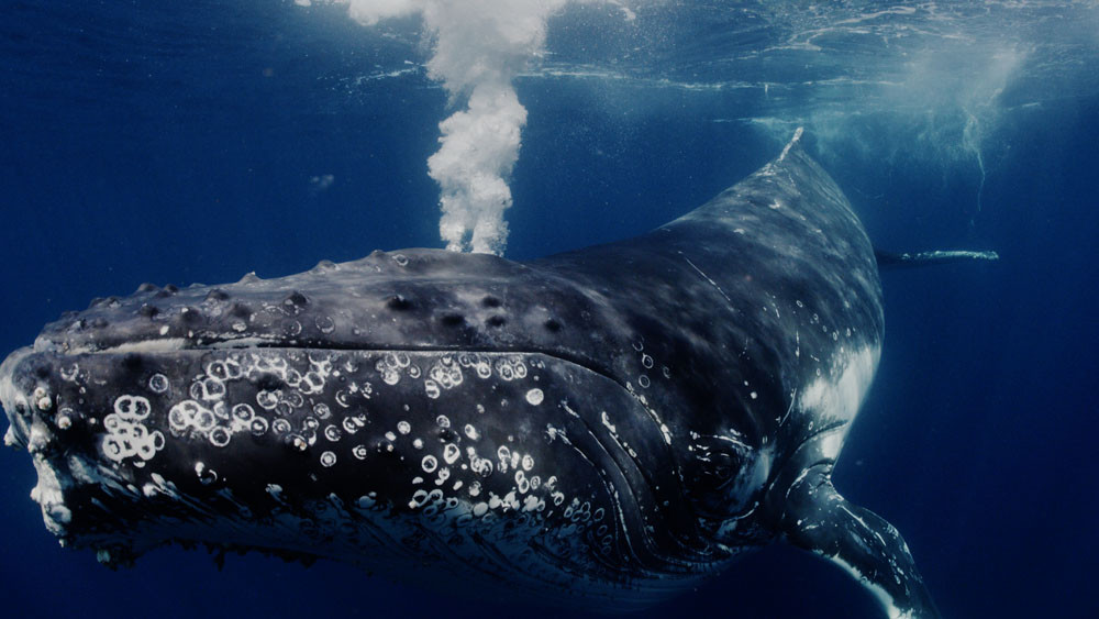 ‘Goddess’, one of the Australian films featured in this year’s Ocean Film Festival. Pictures: Supplied