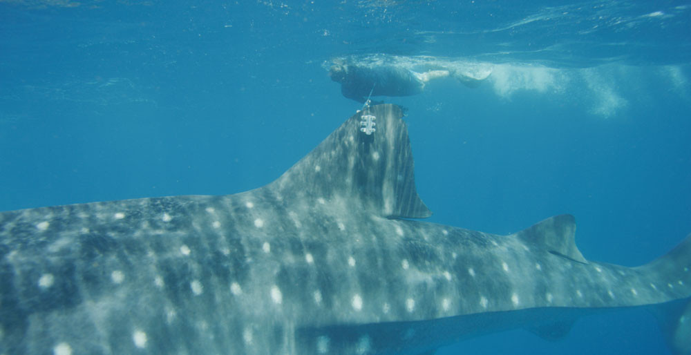 Whale Shark with electronic monitor