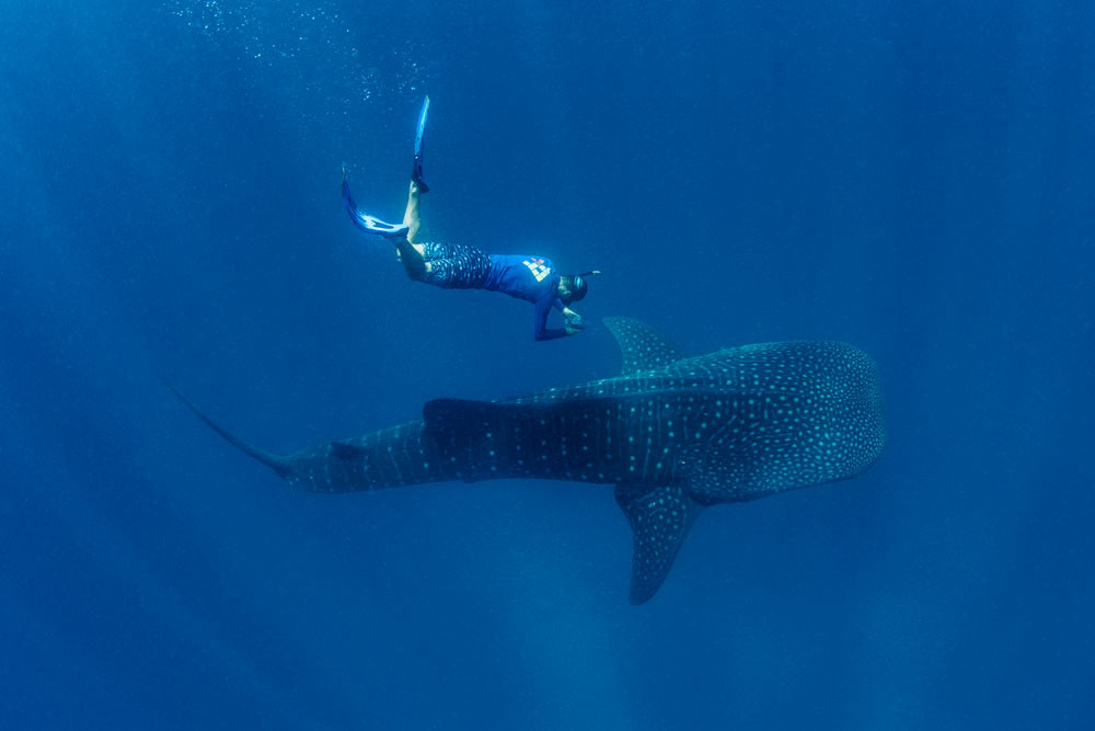 Whale Shark