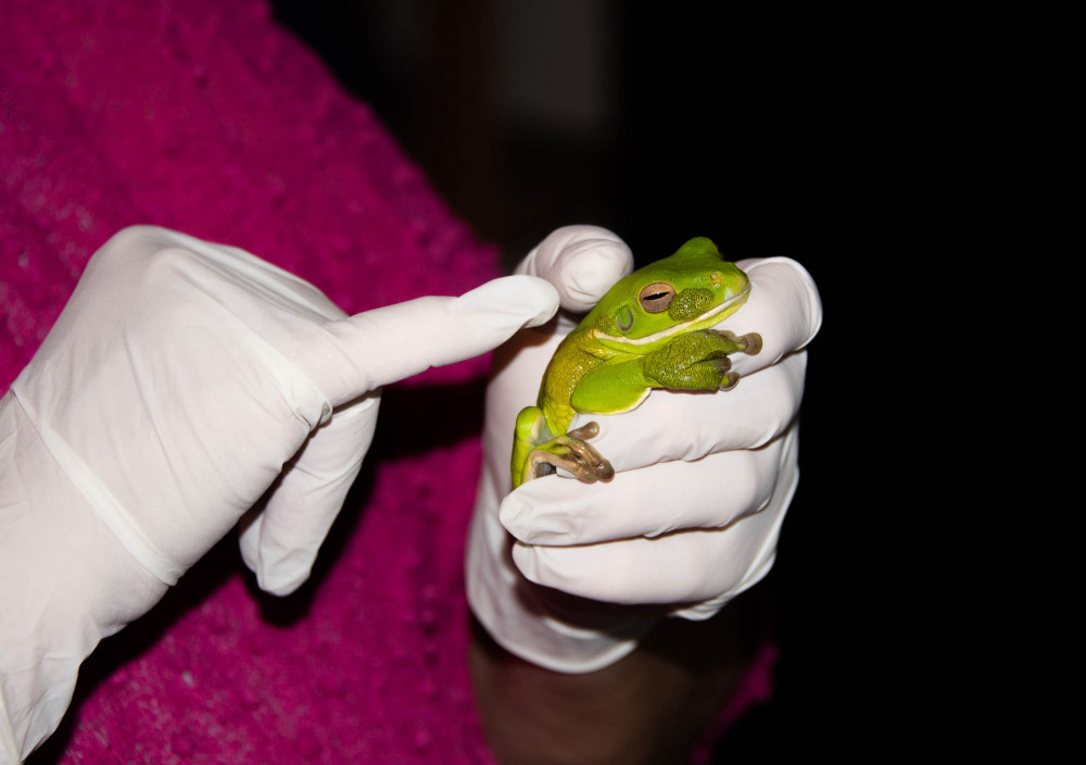 More frog cancer cases than ever